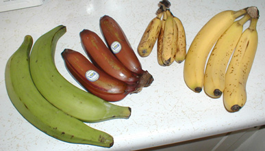 Kaptar Technologies | Fruit on the Move #1: The Banana Challenge: Farm to Market, the Unknown Dangers.