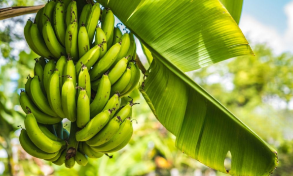 Kaptar Technologies | Fruit on the Move #1: The Banana Challenge: Farm to Market, the Unknown Dangers.