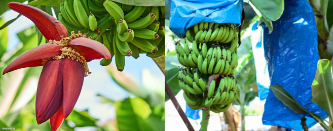 Kaptar Technologies | Fruit on the Move #1: The Banana Challenge: Farm to Market, the Unknown Dangers.