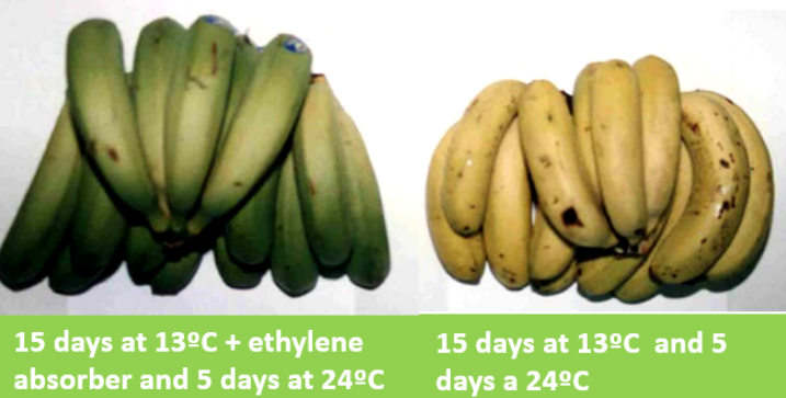 Kaptar Technologies | Fruit on the Move #1: The Banana Challenge: Farm to Market, the Unknown Dangers.