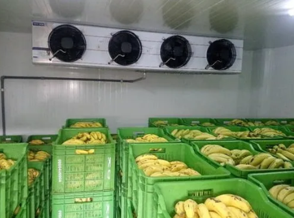 Kaptar Technologies | Fruit on the Move #1: The Banana Challenge: Farm to Market, the Unknown Dangers.